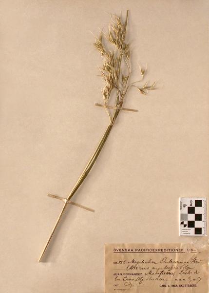 Megalachne berteroniana Steud. Megalachne berteroniana Steud.