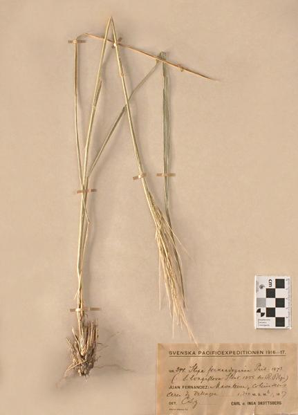 Stipa fernandeziana Phil. Stipa fernandeziana Phil.