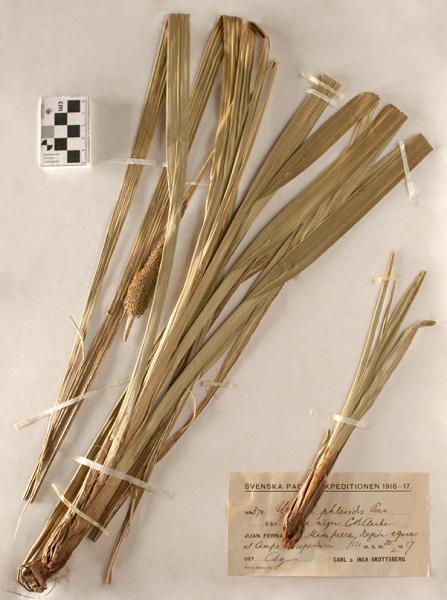 Uncinia phleoides Pers. var. nux nigra C. B. Clarke Uncinia phleoides Pers. var. nux nigra C. B. Clarke