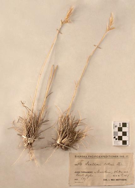 Danthonia collina Phil. Danthonia collina Phil.