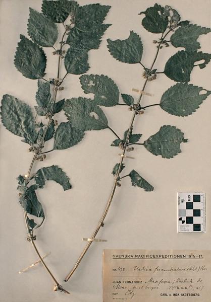 Urtica fernandeziana (Rich.) Urtica fernandeziana (Rich.)