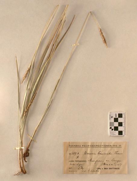 Uncinia brevicaulis Thouars. Uncinia brevicaulis Thouars.