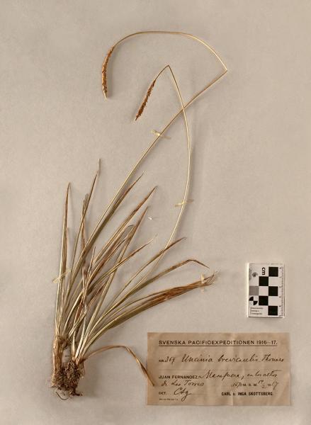Uncinia brevicaulis Thouars. Uncinia brevicaulis Thouars.