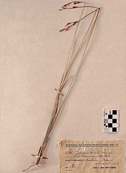 Juncus imbricatus var. chamissonis (Kunth) Juncus imbricatus var. chamissonis (Kunth)