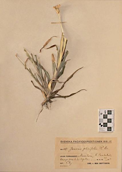 Juncus planifolius R. Br. Juncus planifolius R. Br.