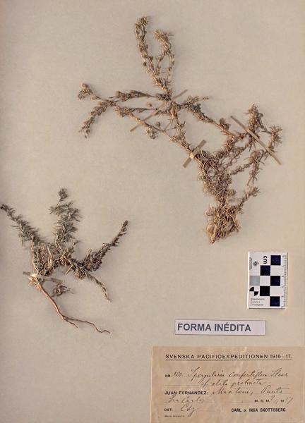 Spergularia confertiflora Steud. fo. elata probracta Skottsb. Spergularia confertiflora Steud. fo. elata probracta Skottsb.