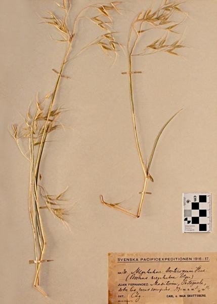 Megalachne berteroniana Steud. Megalachne berteroniana Steud.