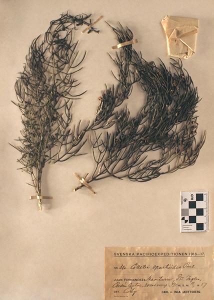 Colletia spartioides Bertero Colletia spartioides Bertero