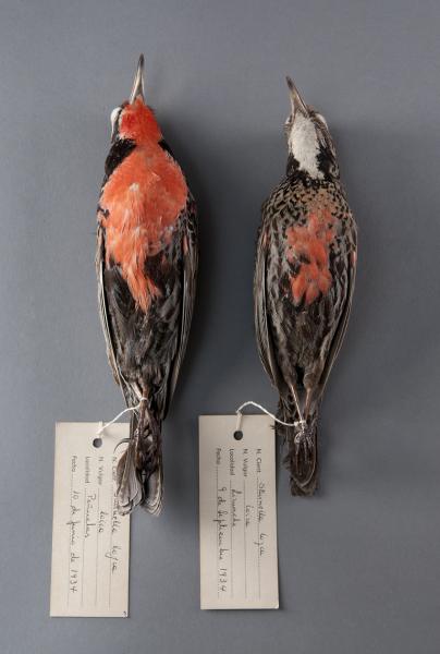 Ejemplares de loica  (Sturnella loyca)