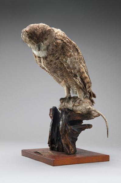 Tucúquere (Bubo virginianus magellanicus)