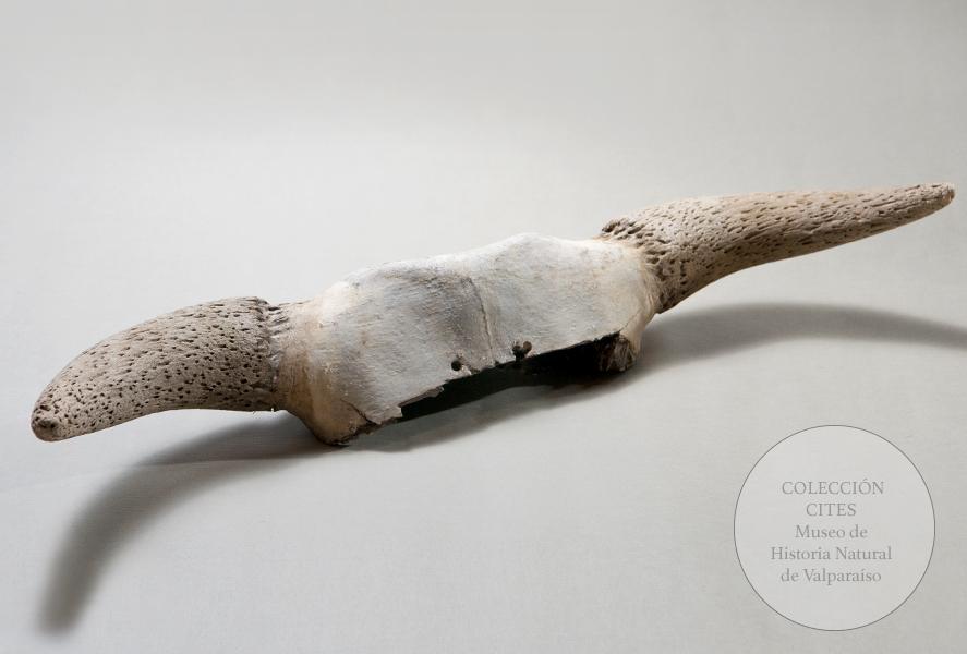 Cornamenta de búfalo