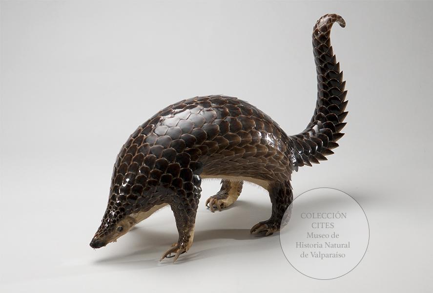 Pangolín malayo embalsamado