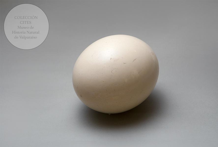 Huevo de avestruz