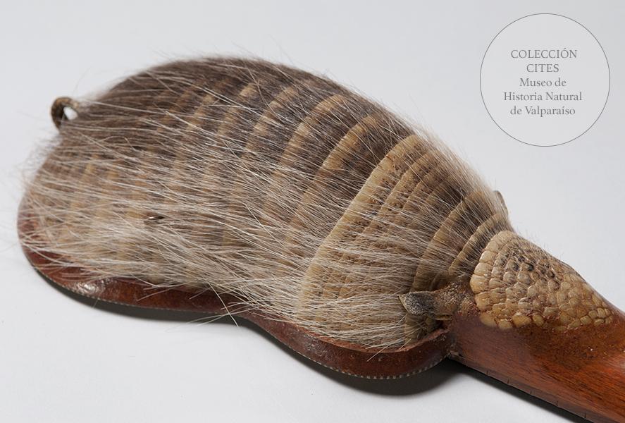 Charango de quirquincho peludo patagónico