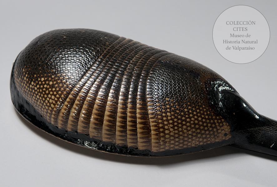 Charango de quirquincho nueve bandas (detalle)