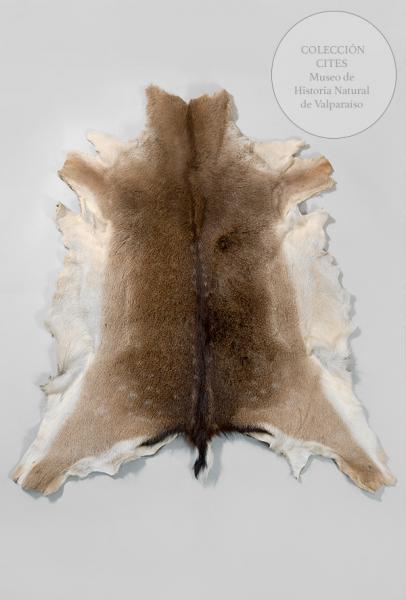 Piel de ciervo gamo