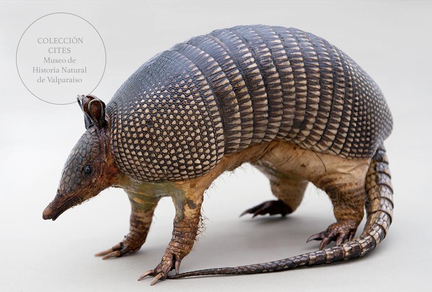 Quirquincho de nueve bandas embalsamado