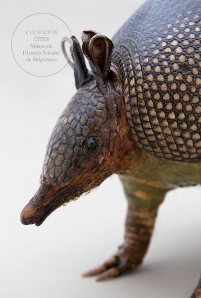 Quirquincho de nueve bandas embalsamado (detalle)