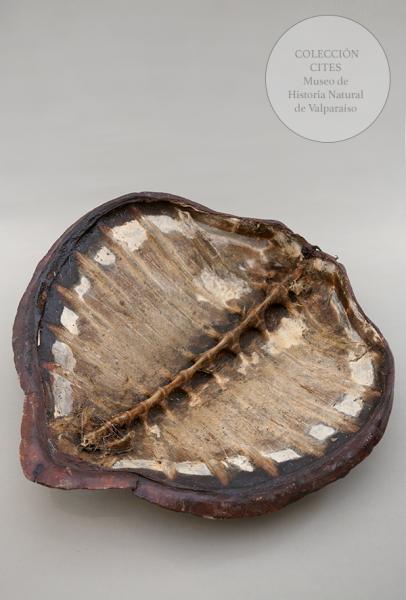 Caparazón de tortuga carey