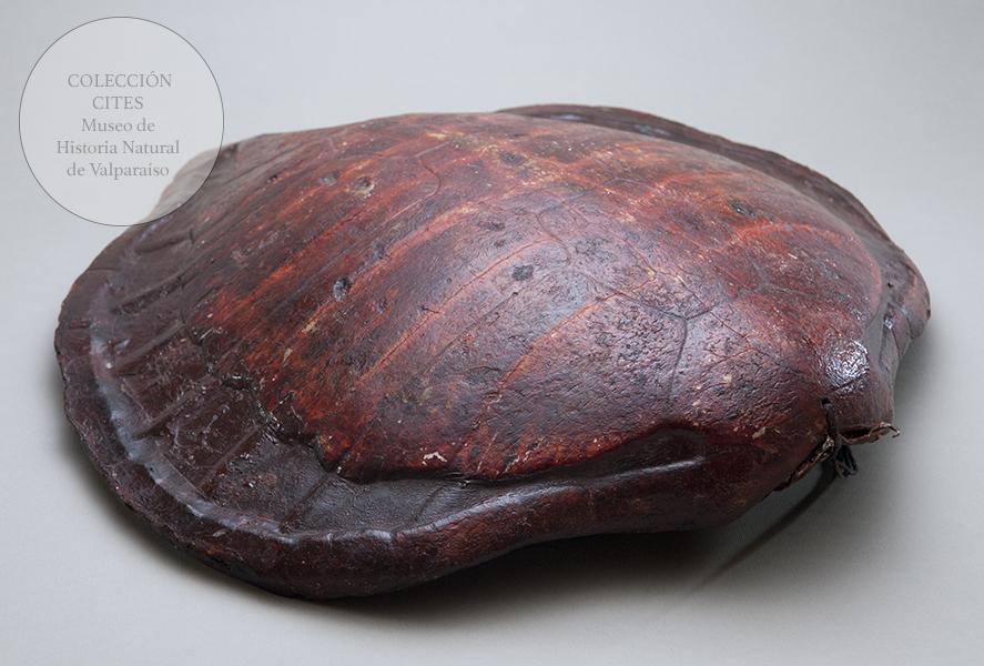 Caparazón de tortuga carey