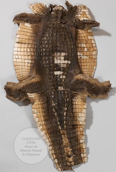 Piel de cocodrilo