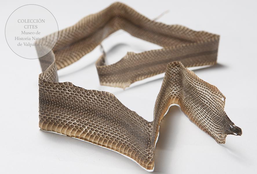 Piel de serpiente