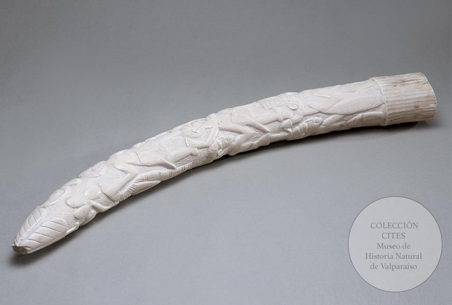 Colmillo de elefante africano tallado