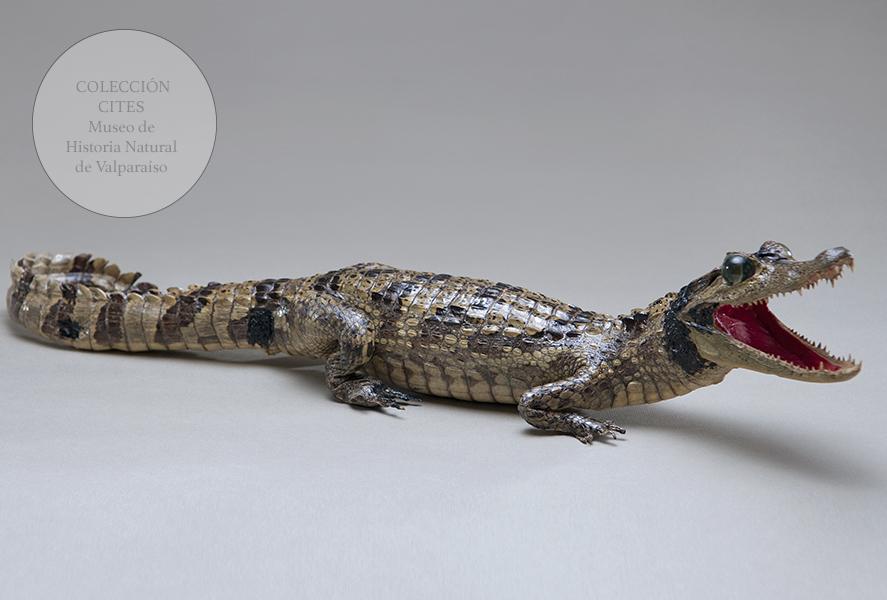 Caimán embalsamado