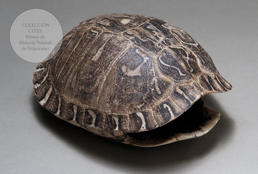 Caparazón de tortuga de tierra