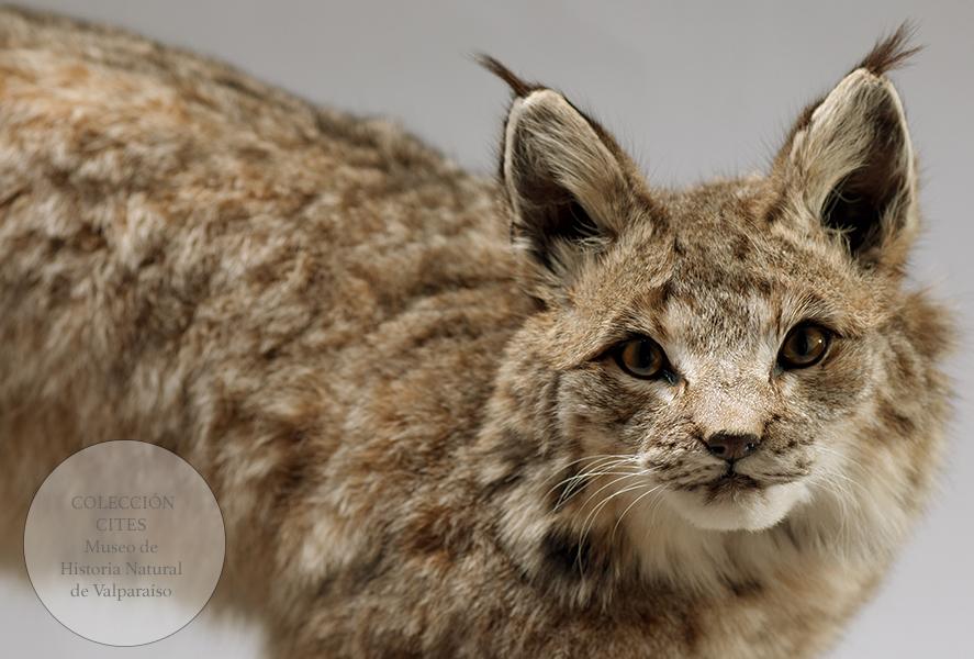 Lince embalsamado