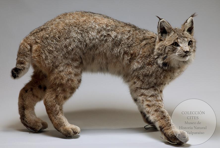 Lince embalsamado