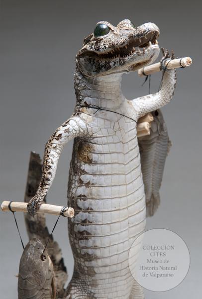 Yacaré disecado (detalle)