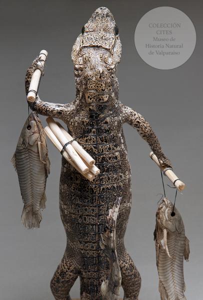 Yacaré disecado (reverso)