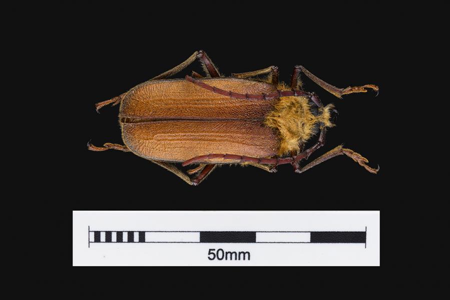 Madre de la culebra (Acanthinodera cummingi) (Familia: Cerambycidae)