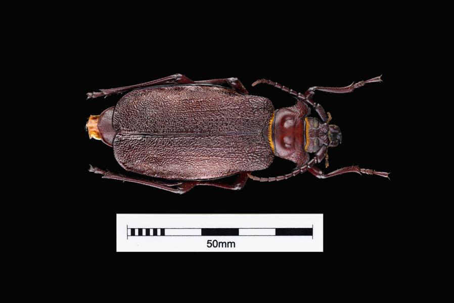 Madre de la culebra (Acanthinodera cummingi) (Familia: Cerambycidae)