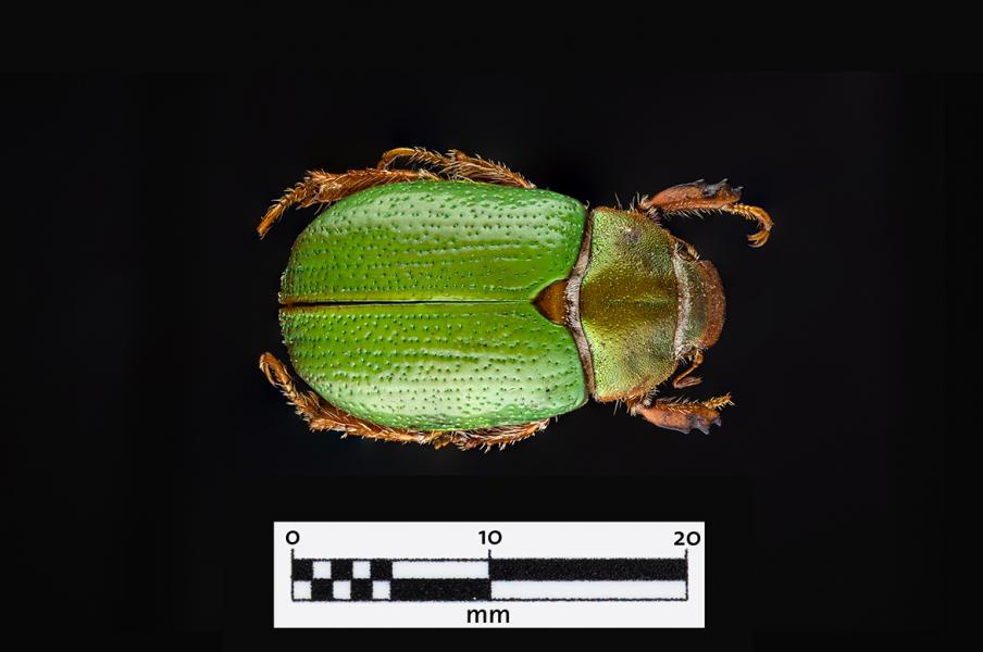 Sanjuán verde (Hylamorpha elegans) (Familia: Scarabaeidae)