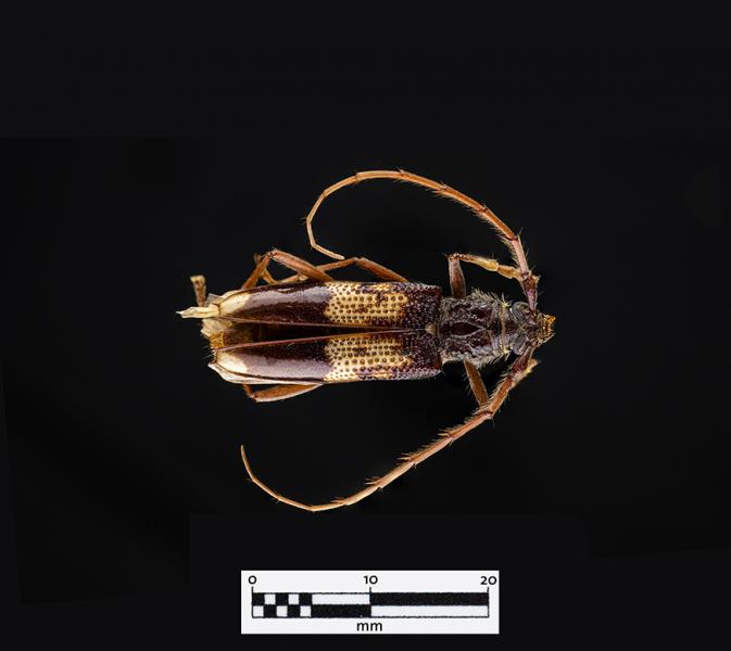Taladro del eucalipto (Phoracantha semipunctata) (Familia: Cerambycidae)