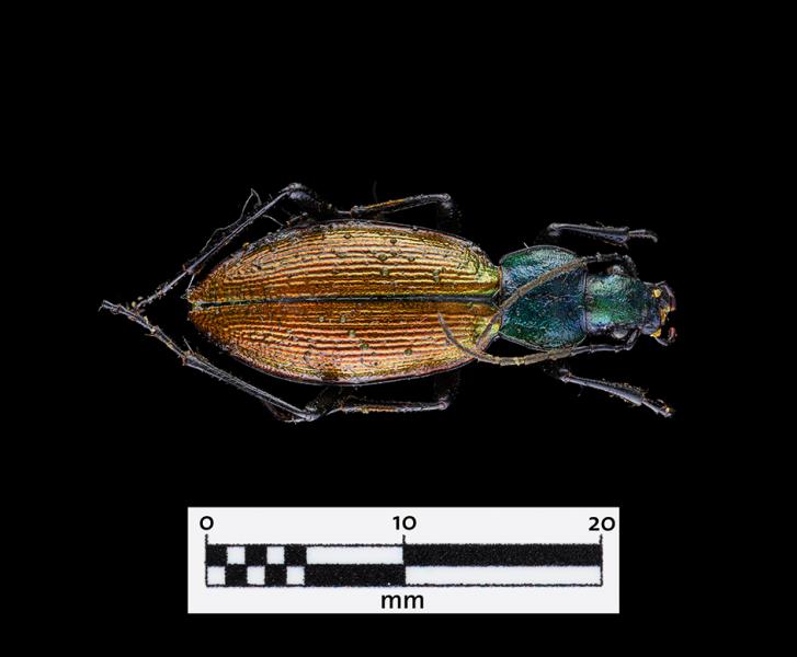 Peorro común (Ceroglossus chilensis) (Familia: Carabidae)