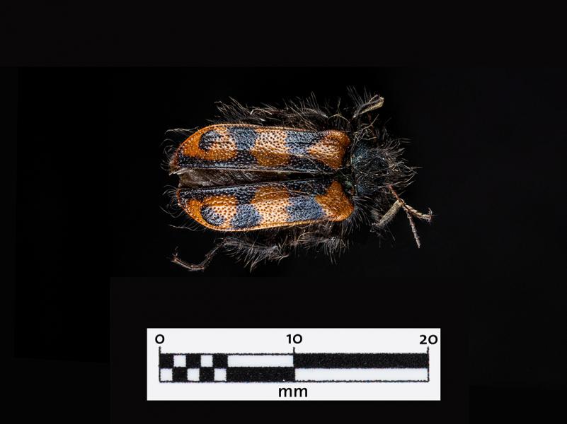 Pololo colorado (Astylus trifasciatus) (Familia: Melyridae)