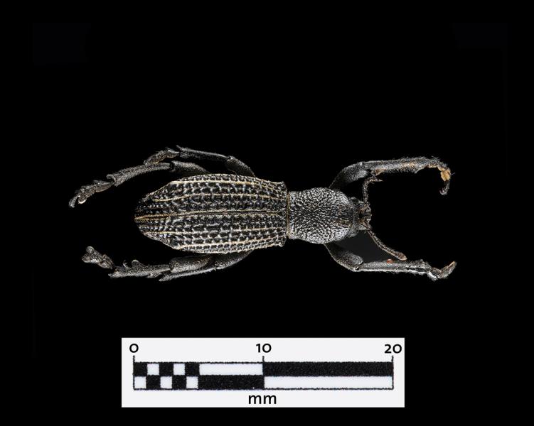 Burrito (Aegorhinus albolineatus) (Familia: Curculionidae)