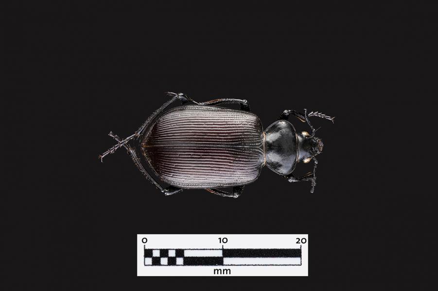 Peorro negro (Calosoma vagans) (Familia: Carabidae)