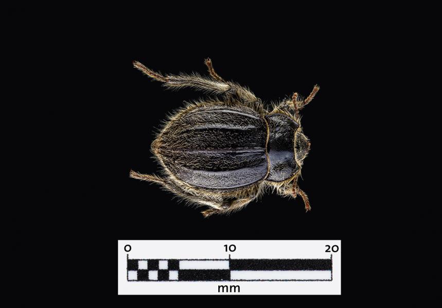 Psectrascelis similis (Familia: Tenebrionidae)