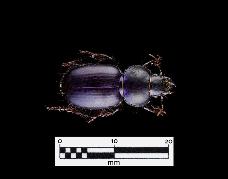 Cnemalobus cyaneus (Familia: Carabidae)