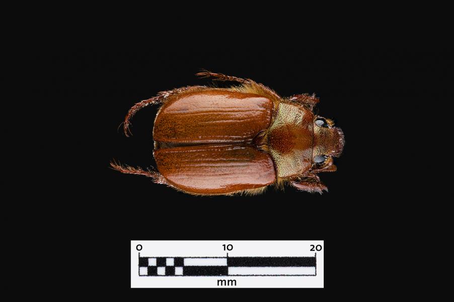 Pololo café (Aulacopalpus castaneus) (Familia: Scarabaeidae)