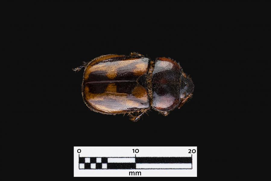 Pololo manchado (Oryctomorphus bimaculatus) (Familia: Scarabaeidae)