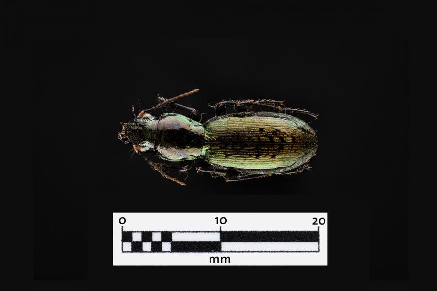 Creobio (Creobius eydouxii) (Familia: Carabidae)