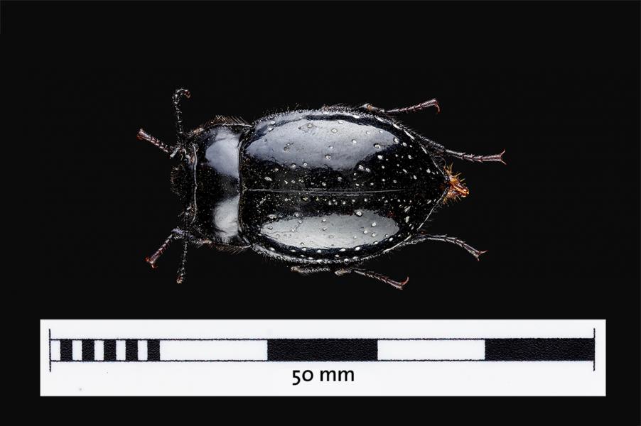 Vaquita del desierto (Gyriosomus nigrociliatus) (Familia: Tenebrionidae)