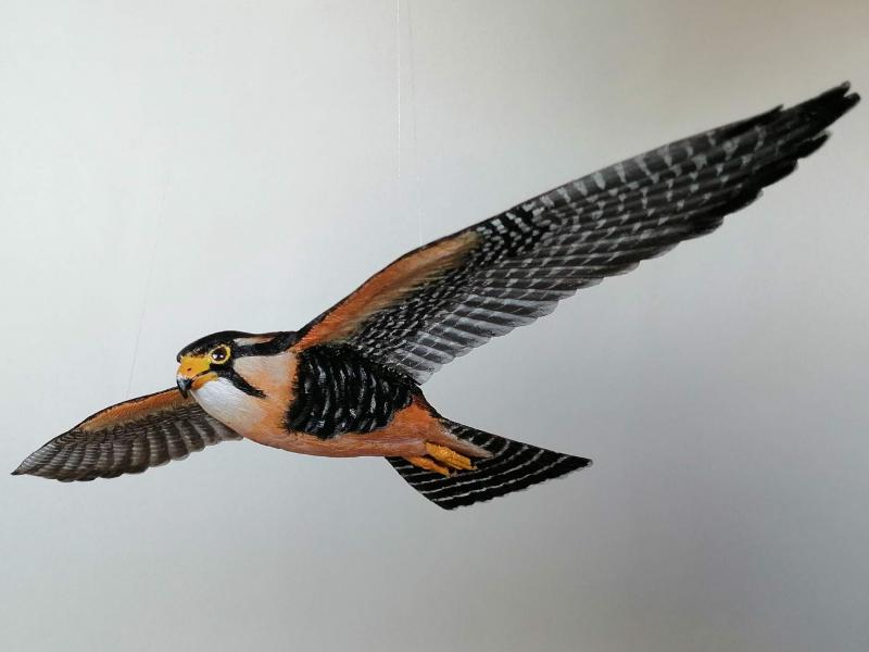Halcón Perdiguero (Falco femoralis) Halcón Perdiguero (Falco femoralis)