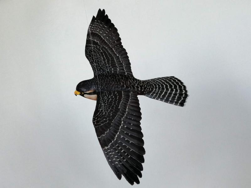 Halcón Perdiguero (Falco femoralis) Halcón Perdiguero (Falco femoralis)