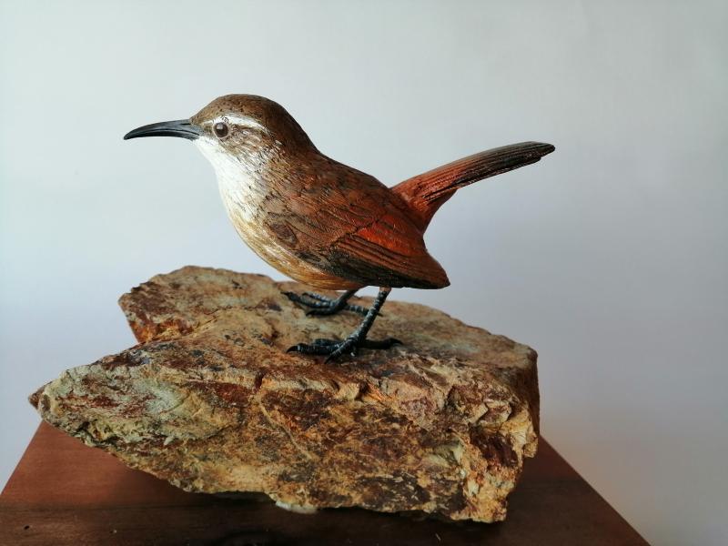 Bandurrilla de pico recto (Ochetorhynchus ruficaudus) Bandurrilla de pico recto (Ochetorhynchus ruficaudus)